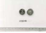 Click for 1 image(s) for this accession. FRUIT